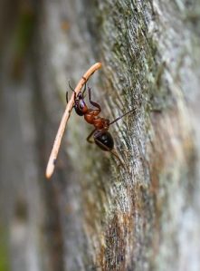 Why Thinking ‘YOLO’ Could Steal Your Retirement — Lessons From the&nbsp;Ant.